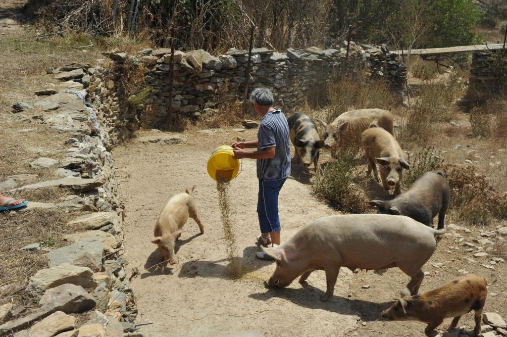 Agriturismo Finagliosu 팔마둘라 외부 사진